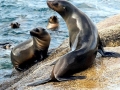 Cape Fur Seal