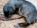 Cape Fur Seal