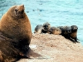 Cape Fur Seal