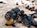 Cape Fur Seal