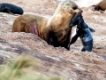 Cape Fur Seal