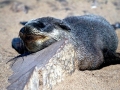 Cape Fur Seal