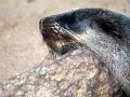 Cape Fur Seal