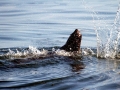 Cape Fur Seal