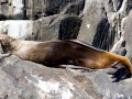 Cape Fur Seal