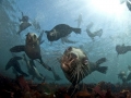 Cape Fur Seal
