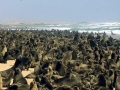 Cape Fur Seal