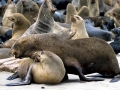 Cape Fur Seal