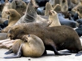 Cape Fur Seal