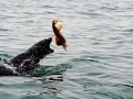 Cape Fur Seal