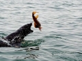 Cape Fur Seal