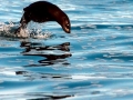 Cape Fur Seal
