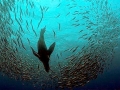 Cape Fur Seal