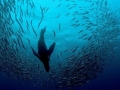Cape Fur Seal