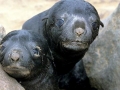 Cape Fur Seal
