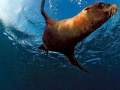 Cape Fur Seal