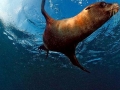 Cape Fur Seal