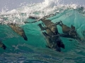 Cape Fur Seal