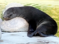 Cape Fur Seal
