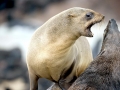 Cape Fur Seal