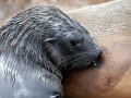 Cape Fur Seal
