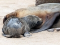 Cape Fur Seal
