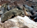 Cape Fur Seal