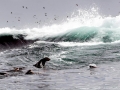 Cape Fur Seal