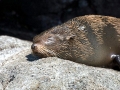 Cape Fur Seal