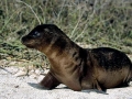 Cape Fur Seal