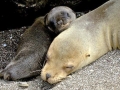 Cape Fur Seal
