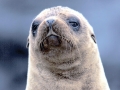 Cape Fur Seal
