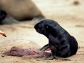 Cape Fur Seal