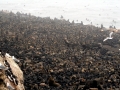 Cape Fur Seal
