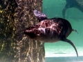 Cape Fur Seal