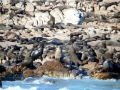 Cape Fur Seal