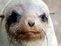 Cape Fur Seal
