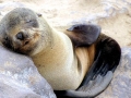 Cape Fur Seal
