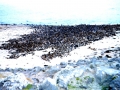 Cape Fur Seal