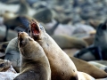 Cape Fur Seal