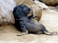 Cape Fur Seal