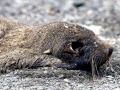 Cape Fur Seal