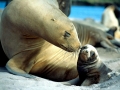 Cape Fur Seal