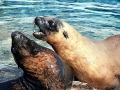 Cape Fur Seal
