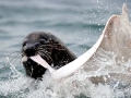 Cape Fur Seal