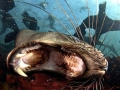 Cape Fur Seal