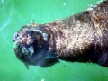 Cape Fur Seal