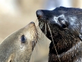 Cape Fur Seal