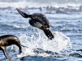 Cape Fur Seal