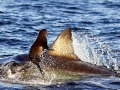 Cape Fur Seal